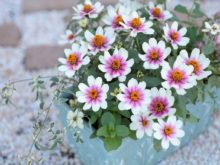 サカタのタネの[ジニアプロフュージョン チェリーバイカラー]